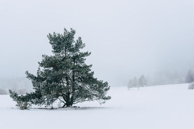 Tree on snow covered landscape against sky