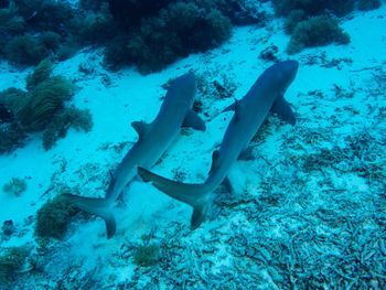 Sand tiger shark