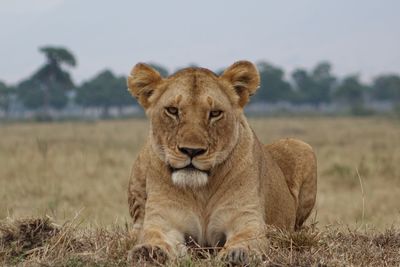 Portrait of lion relaxing on field