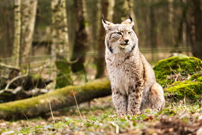 Lynx sitting on field