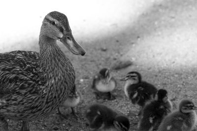 Close-up of female mallard duck with ducklings on field
