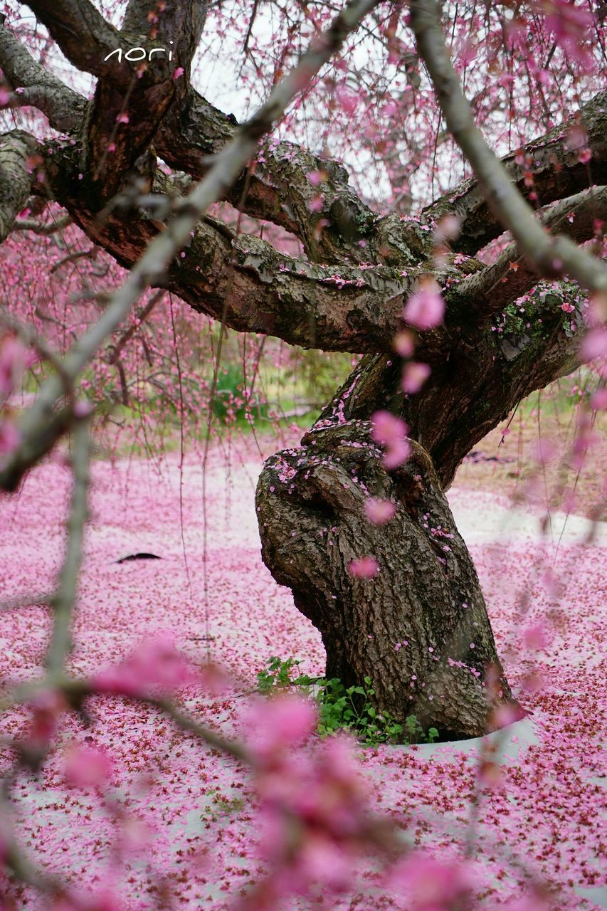 flower, tree, branch, growth, pink color, nature, beauty in nature, fragility, freshness, tree trunk, close-up, focus on foreground, purple, outdoors, day, blossom, pink, cherry blossom, no people, park - man made space