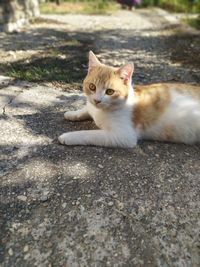 Portrait of cat relaxing on floor