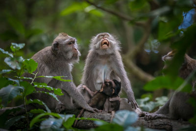 Monkey sitting on tree