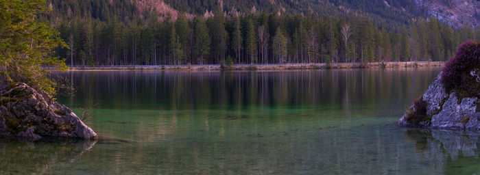 Scenic view of lake in forest