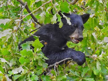Black horse in a tree