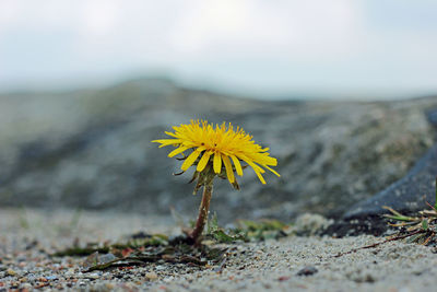 Close-up of yellow flowering plant on land