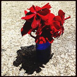 red