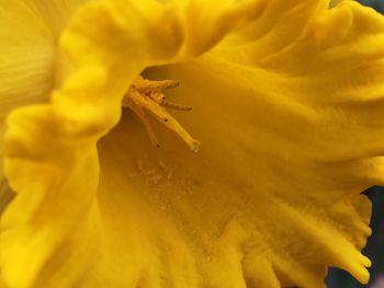 Macro shot of yellow flower