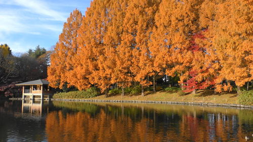 Scenic view of lake by trees during autumn