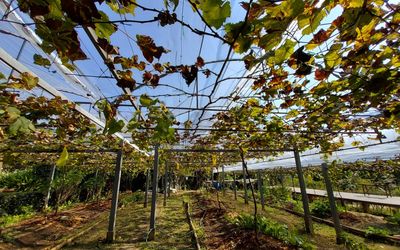 Trees growing in farm against sky