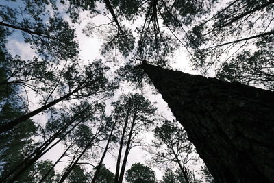 Low angle view of silhouette trees against sky