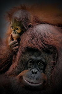 Close-up of orangutan and baby