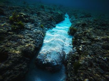 High angle view of coral in sea