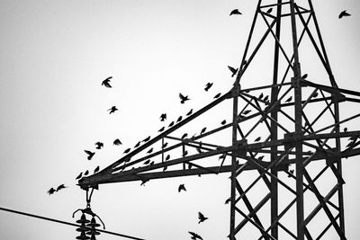 Low angle view of birds flying against sky