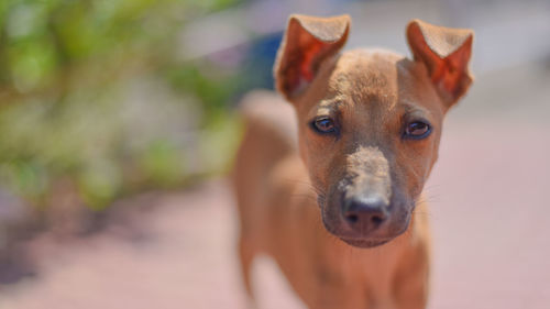 Close-up portrait of dog