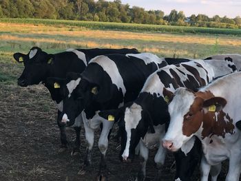 Cows standing in a field