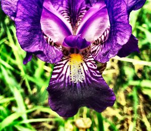 Close-up of purple flowers