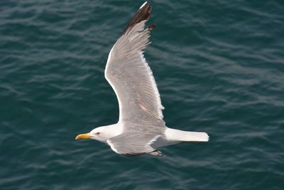 Close-up of white bird flying over water