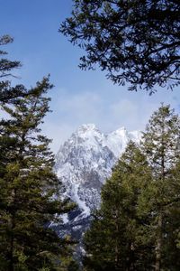 Low angle view of trees against sky