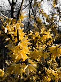 Close-up of yellow flowering plant