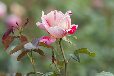 Close-up of pink rose