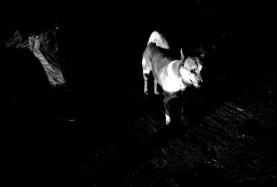 Dog at night