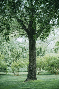 Trees in park