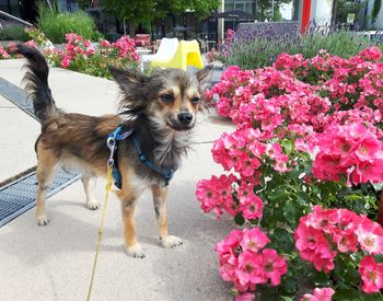 Dog in flower plants