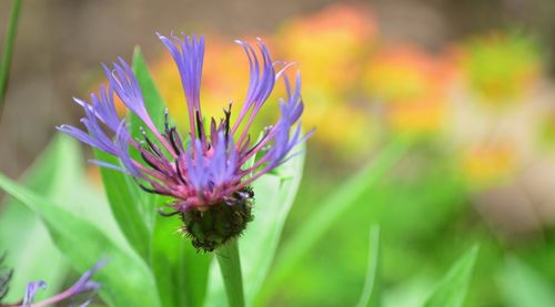 Close-up of purple flower