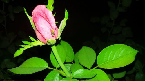 Close-up of pink flower