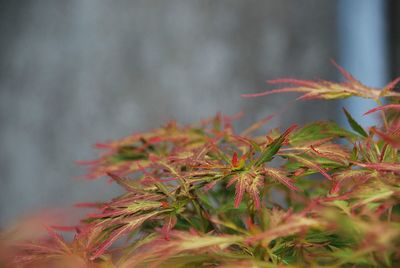 Close-up of autumnal leaves on tree