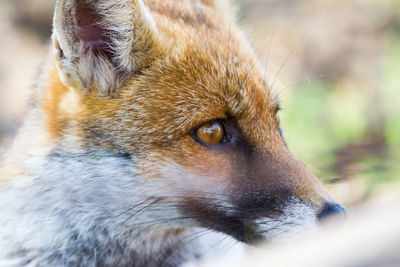 Close-up of an animal