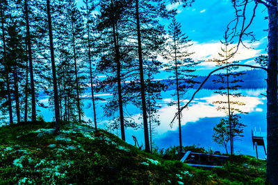 Low angle view of trees against blue sky