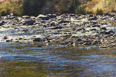 Scenic view of river flowing in forest