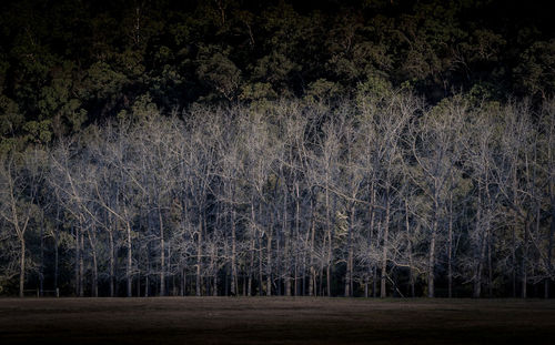 Trees against sky at night