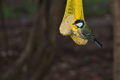Close-up of bird eating on tree