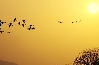 Low angle view of silhouette birds flying against clear sky