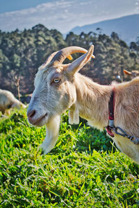 Close-up of a white goat on field