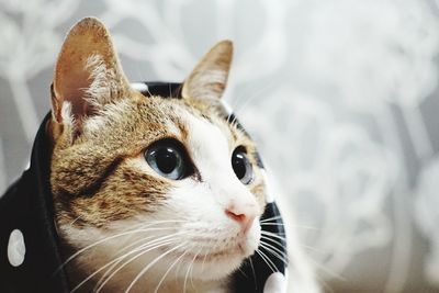 Close-up of a cat looking away