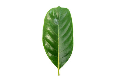 Close-up of fresh green leaves against white background
