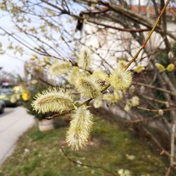 Close-up of flowering plant
