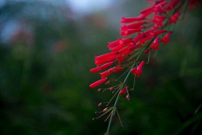 Close-up of red flowering plant