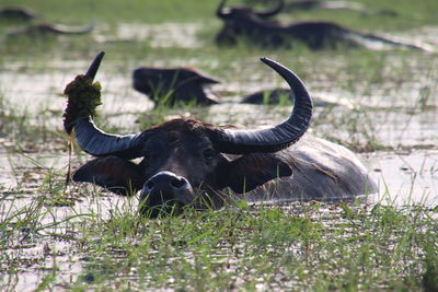 Asian water buffalo in thale noi lake - phattalung, thailand