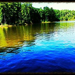 Reflection of trees in lake