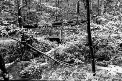 View of trees in forest during winter