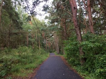 Road amidst trees