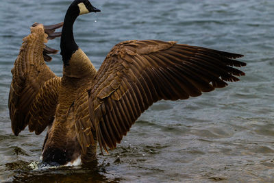 Canada goose with spread wings on lake