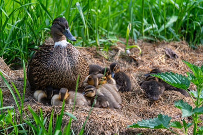 Close-up of duck on field