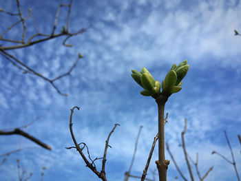 Low angle view of flowering plant